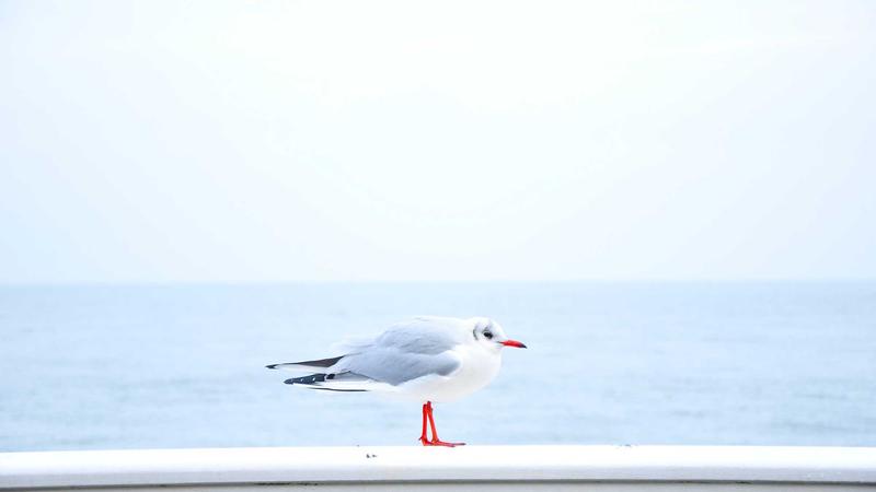 麻将规则大全